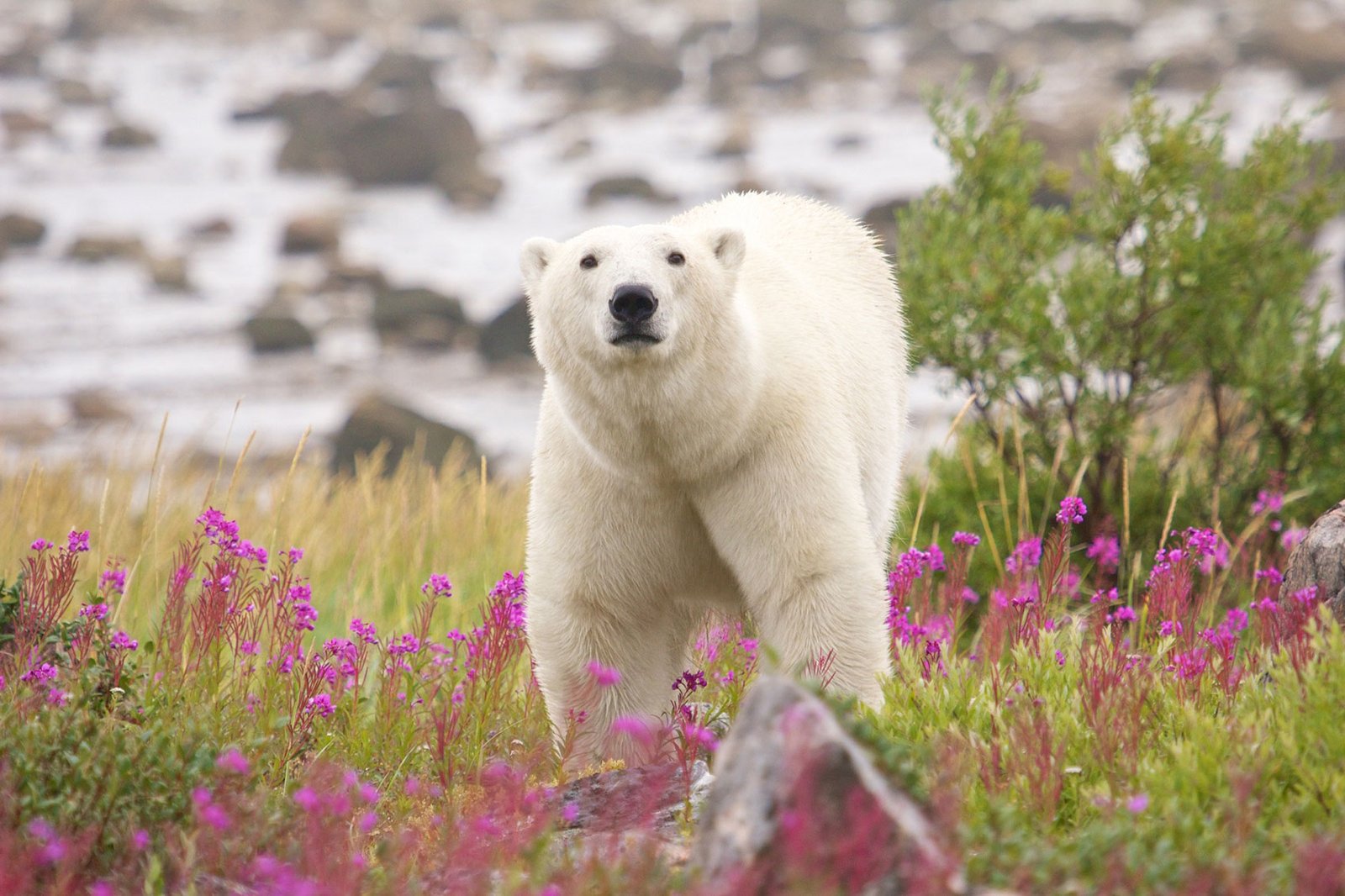 Polar Bear Expeditions in Churchill
