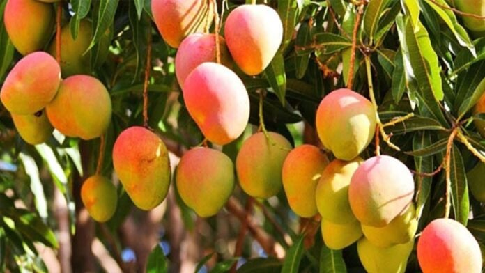 Pakistan Mango Exports Kick Off with First Batch to Dubai