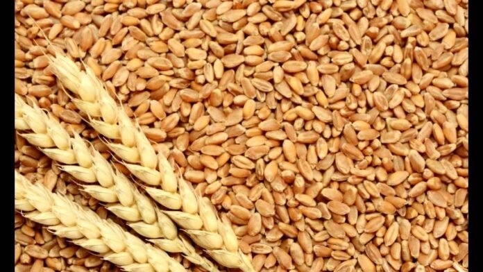 Wheat Scandal: Influential Figures Exposed by Chan