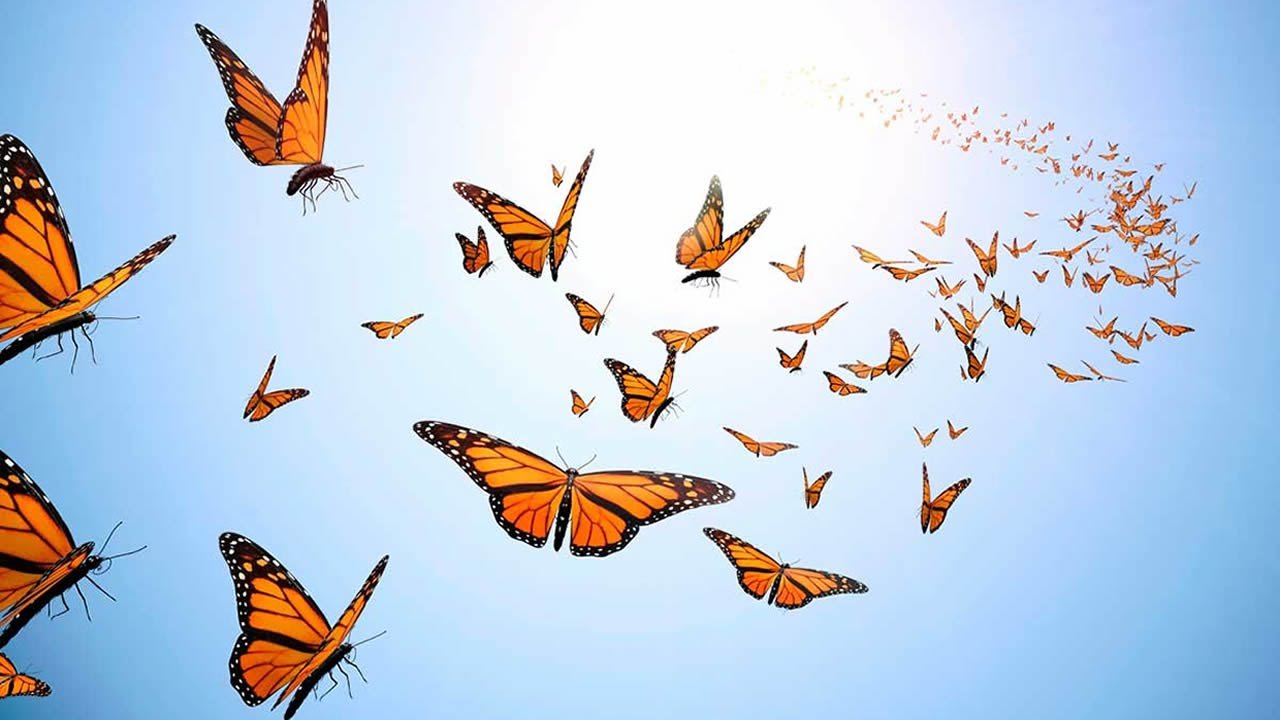 Butterflies Can Fly Across Oceans, New Discovery Reveals