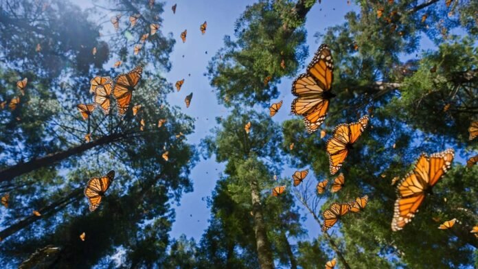 Butterflies Can Fly Across Oceans, New Discovery Reveals