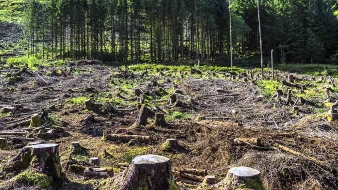 Complete Ban on Deforestation in Khyber Pakhtunkhwa