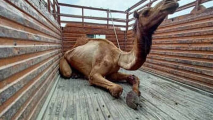 Injured Camel Transferred to Karachi for Treatment