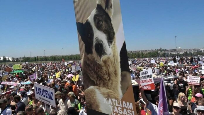 stanbul's Stray Dog Controversy Debates, Protests & Solutions