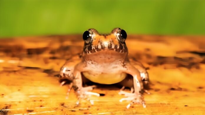 Unique Frog Species Mates and Lays Eggs Upside Down