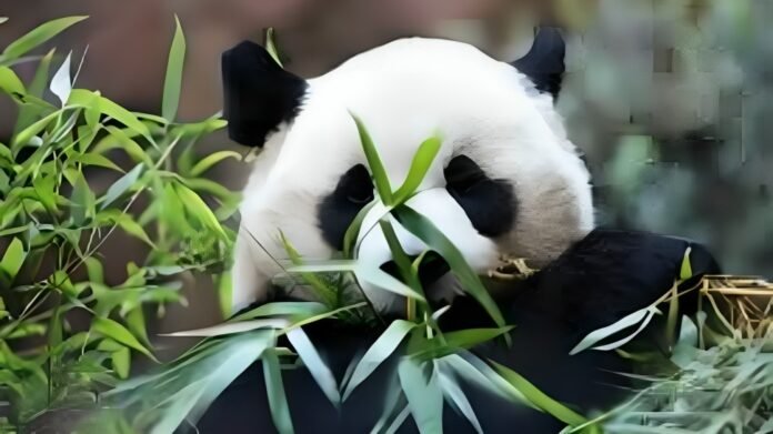 Panda Diplomacy Yun Chuan & Xin Bao Arrive at San Diego Zoo