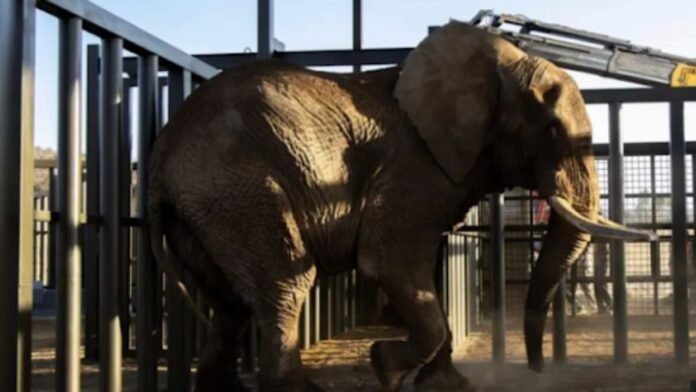 South Africa's Last Zoo Elephant Returns to the Wild